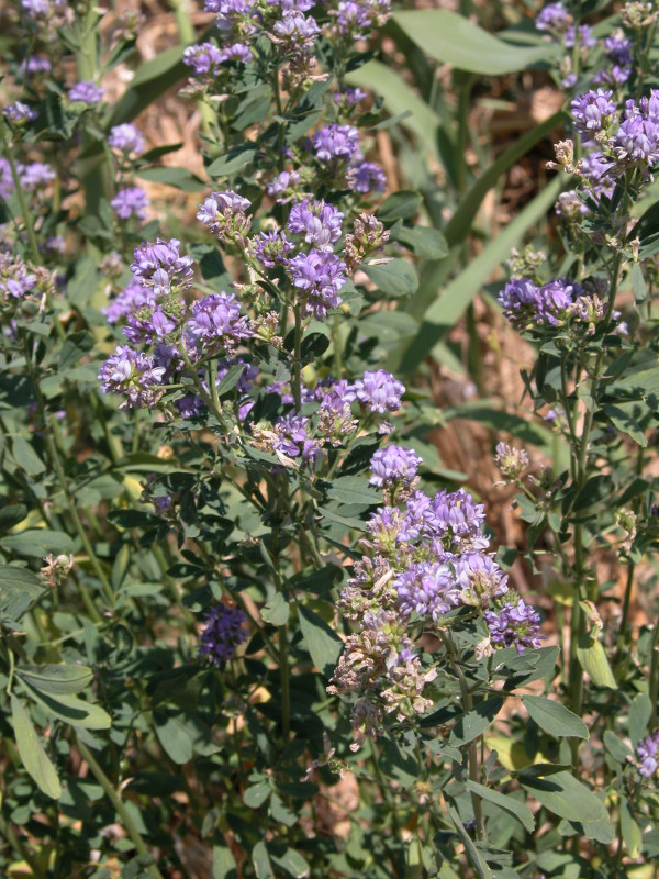 Medicago sativa